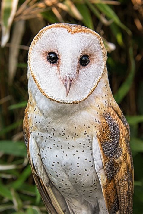 Western Barn Owl Barn Owl Owl Photography Owl