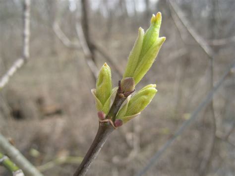 Distracted Naturalist: Box Elder - The Other Maple Tree