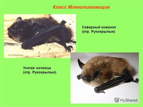 Презентация на тему: "Сем. Спаржевые – 1 Сем. Сложноцветные – 7 Сем ...