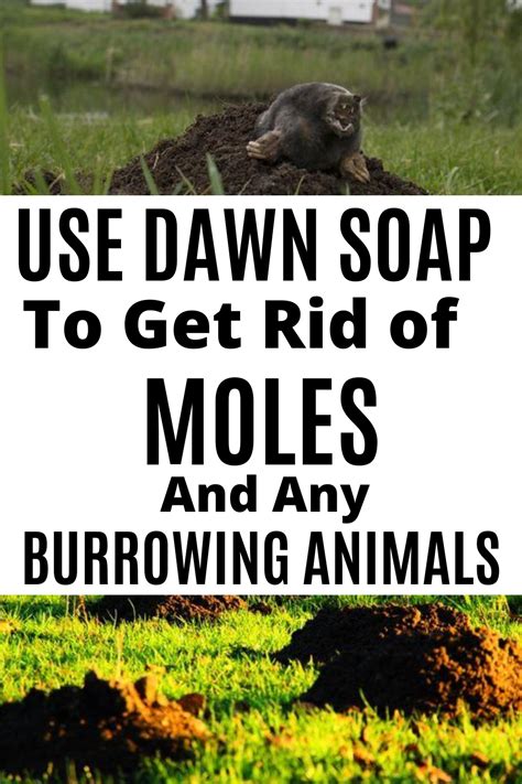 How To Get Rid Of Moles In Yard With Dawn Soap Quick Cleaning House