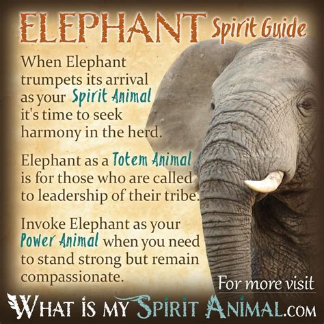 Elephant Symbolism & Meaning | Spirit, Totem, & Power Animal