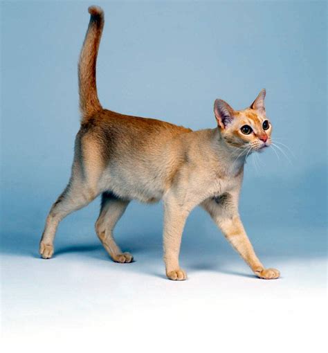 Singapura cat breed description, characteristics, appearance, history ...