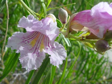 Pink flower - photos of Chilopsis Linearis, Bignoniaceae