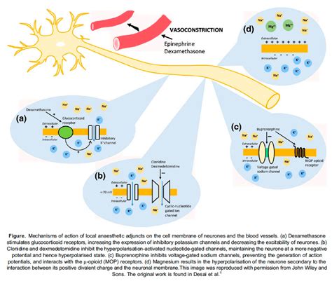 Adjuvant Medications for Peripheral Nerve Blocks : WFSA - Resources