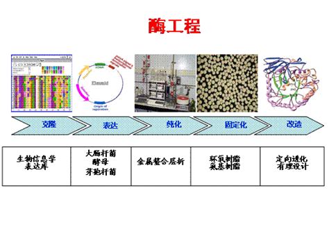 程玉华：引领中国酶工程进展的奠基人 观察 生物探索