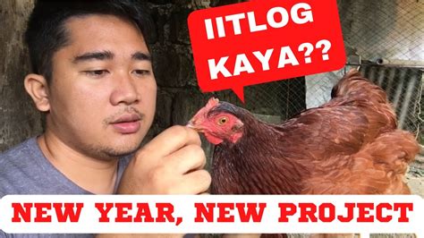 New Year New Project Pagpapa Itlog Nang Ating Mga Alagang Manok