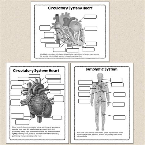 Human Body Systems Diagrams Suburban Science