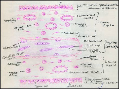 Respiratory System