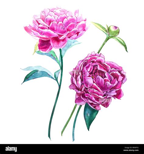 Set Watercolor Elements Of Pink Peonies Collection Garden Flowers