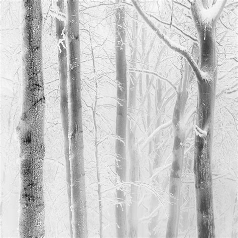 Frozen Forest on Behance