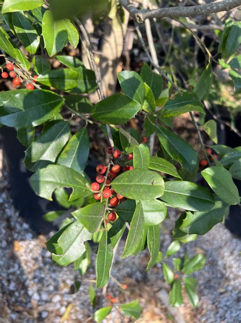 evergreen trees flowering eagleston holly beach landscaping