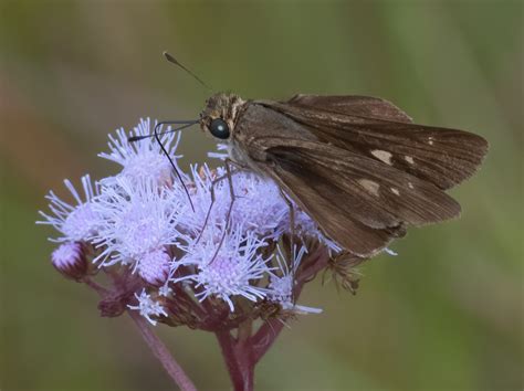 Ocola Skipper Alabama Butterfly Atlas