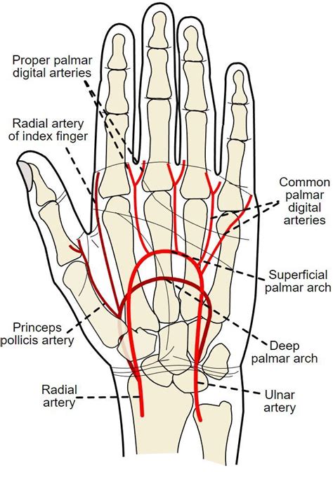 Anatomy Shoulder And Upper Limb Hand Volar Arch Arteries Statpearls