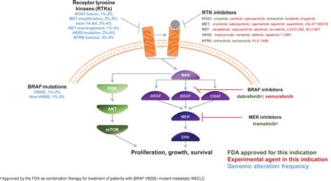 Treatment Of Patients With NonSmall Cell Lung Cancer Harboring Rare