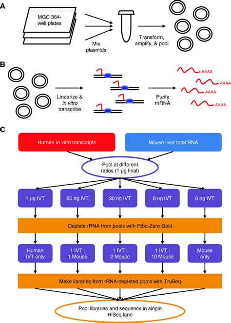 Construction Of Ivt Seq Libraries A Preparation Of A Pool Of