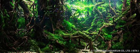 A Guide To Keeping And Growing Aquatic Moss Aquascaping Love