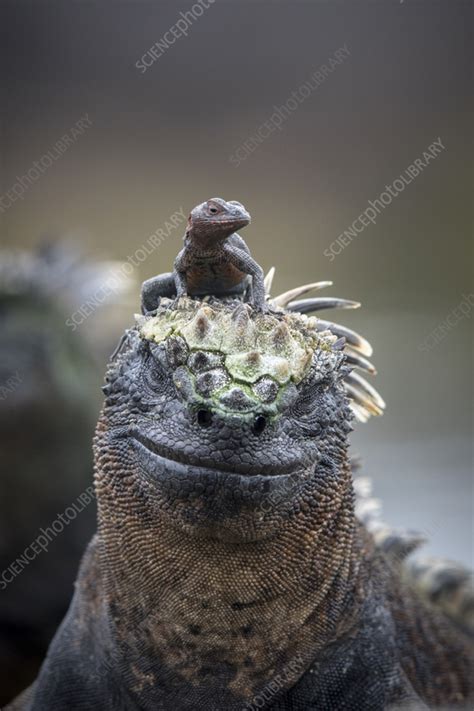 Marine Iguana With A Lava Lizard Stock Image C0579859 Science