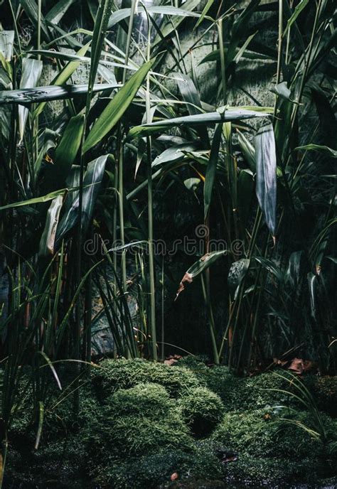 Captura Vertical De Diferentes Tipos De Plantas Verdes En Medio De Un