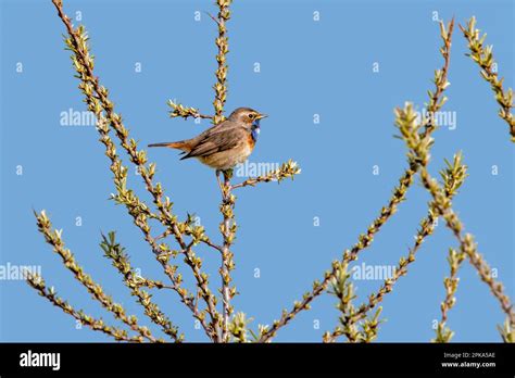 White Spotted Bluethroat Luscinia Svecica Cyanecula Male Calling