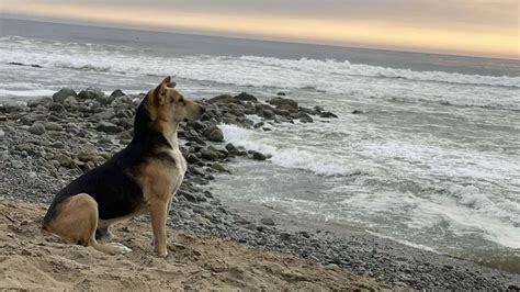 La Historia Del Perro Vaguito Su Due O Falleci Y L Lo Espera Todos