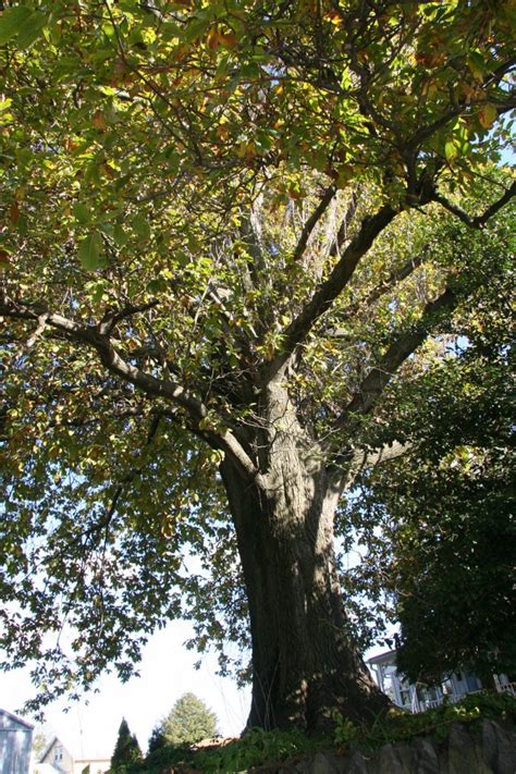 Laurel oak – Delaware Trees