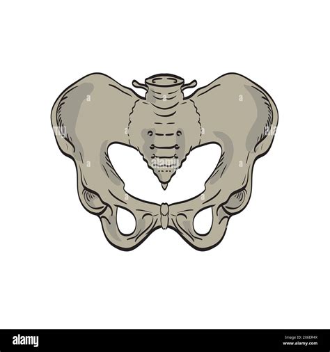 Medical Illustration Drawing Of The Sacroiliac Joints Linking The