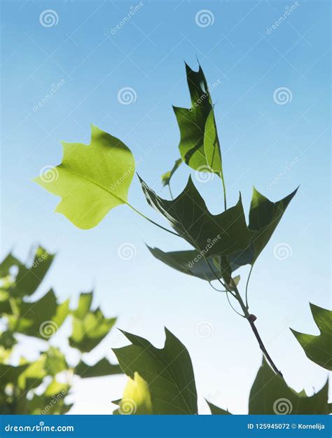 Tulip tree leaves stock photo. Image of plant, flower - 125945072