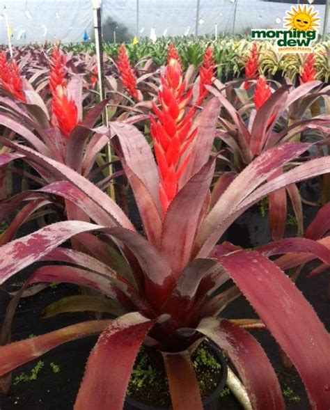 Bromeliad - Morning Dew Tropical Plants