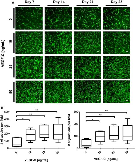 Effect Of Increasing Vascular Endothelial Growth Factor Vegf C Download Scientific Diagram