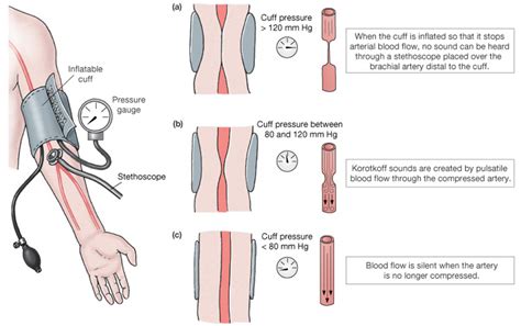 Measuring Blood Pressure Diagram | Quizlet