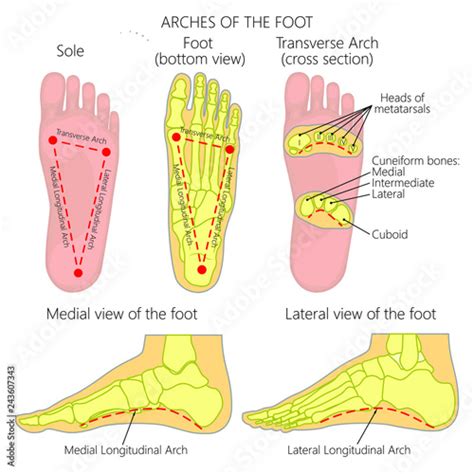 Diagram The Arches Of Foot Diagram Mydiagramonline