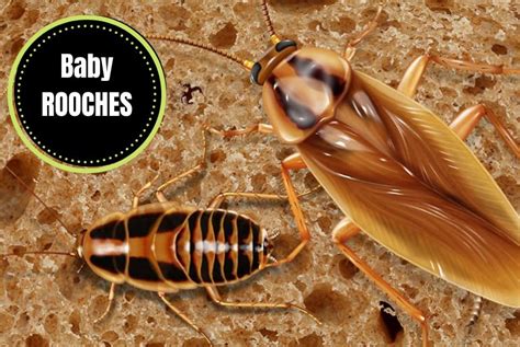 What Does A Baby Roach Look Like? Everything You Need To Know - The Cockroach Facts