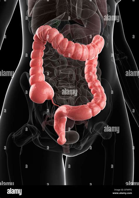 Healthy Colon Hi Res Stock Photography And Images Alamy