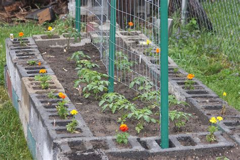 23 Raised Bed Tomato Garden Ideas You Should Look Sharonsable