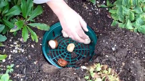 How To Use Bulb Planting Trays Youtube