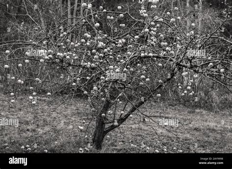 Wild Apple Tree Hi Res Stock Photography And Images Alamy