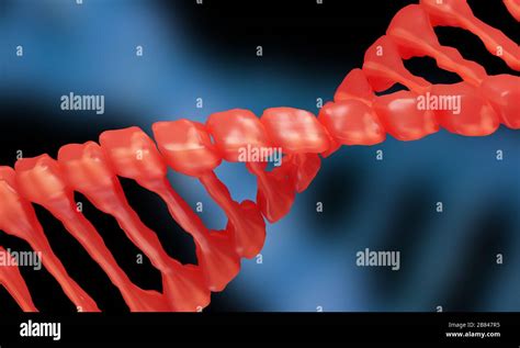 Digital D Model Of Dna Structure D Rendering Stock Photo Alamy