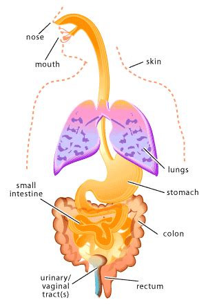 MICROBES AND YOU: NORMAL FLORA | SCQ