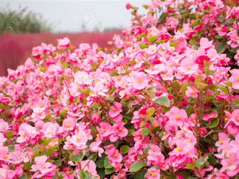 Begonia Du Japon Agencement De Jardin Aux Meilleurs Prix