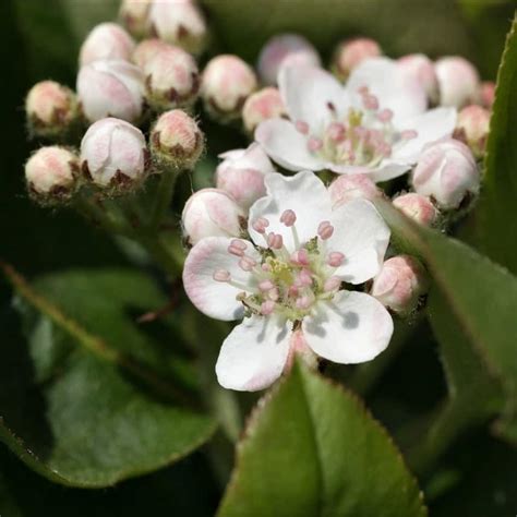 Black Chokeberry Aronia Melanocarpa Bowmans Hill Wildflower Preserve