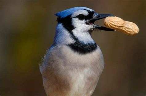 9 Nutty Facts About Peanuts and How to Grow Them - Birds and Blooms