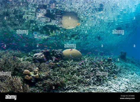 shallow reef reflected  surface west papua indonesia stock photo