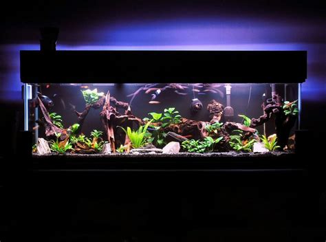 Most Beautiful Freshwater Tanks All Time