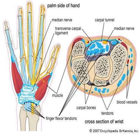 Wrist Pathology Flashcards Quizlet