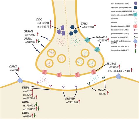 Frontiers Impulse Control Disorders In Parkinsons Disease From