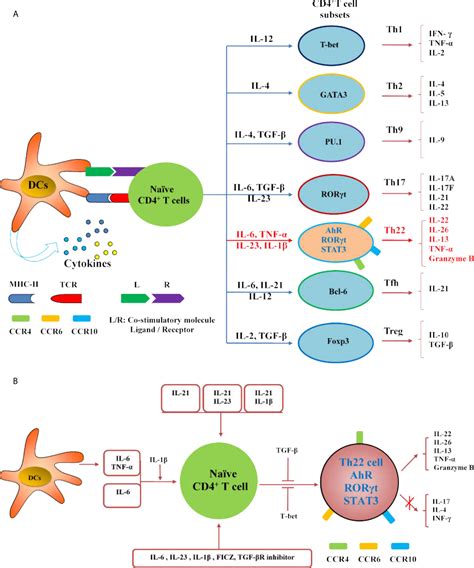 Frontiers Role Of Th22 Cells In The Pathogenesis Of Autoimmune Diseases