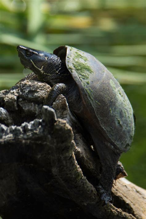 Stinkpot Turtle Emuseum Of Natural History