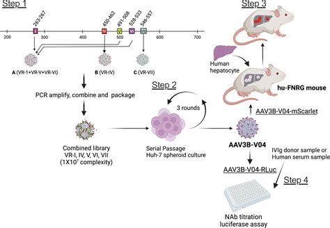 Bioengineering A Better Adeno Associated Virus Vector For Gene Therapy