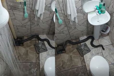 Morador Encontra Cobra De Quase Dois Metros Em Banheiro De Casa Em