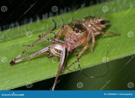 Jumping Spider With Prey - A Cricket Stock Photo - Image of abdomen ...